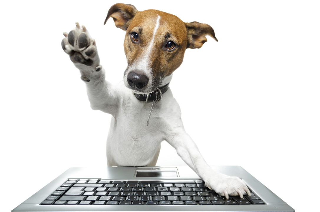 Contact Carolina DockDogs Canine Aquatics Club